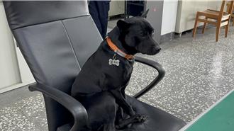 宜蘭警值班心情不美麗 竟踹狗發洩情緒！縣府開罰了