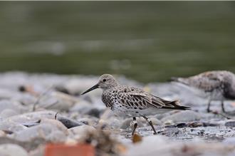 影》上海繫放大滨鹬现踪台东 觅食萌样曝光