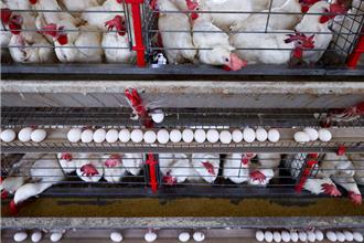 美國蛋價飛漲！最大蛋商淨利暴增2.5倍 遭司法部調查