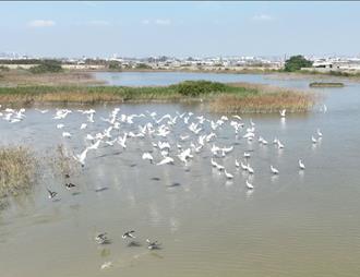 高雄候鳥季進入尾聲 茄萣溼地冬季近8000珍稀鳥類過冬