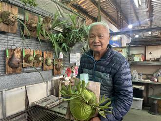 國光花市鹿角蕨商機轉冷 老業者嘆買氣不如前