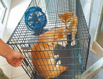 9柴犬沿路被遺棄 疑非法繁殖