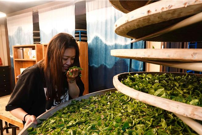 製茶期間林孟諭持續透過嗅覺及觸感經驗判斷香氣與熟度。（新北市農業局提供）