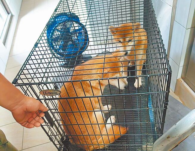 柴犬被遺棄，新竹縣動保所救援找到8隻安置於動保所。（新竹縣府提供／邱立雅竹縣傳真）
