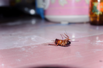 好市多滅蟑神器特價！網曝「看到大蟑螂狂嗑」：家中一年沒看到