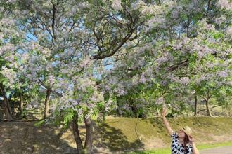 清香淡雅的紫色花廊 新北河濱公園苦楝花海美不勝收