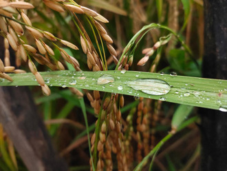 「穀雨」帶財氣 4生肖4／20前做1事 轉運、招貴人