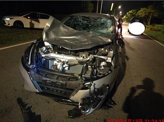 金門牛深夜逛大街闖禍 駕駛閃避不及撞爛車頭