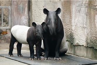馬來貘「莉姆路」9個月大換超Q新裝 