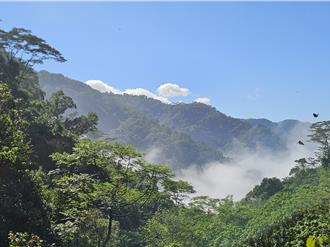 屏東啟動百公頃人工林碳匯專案 打造森林碳權品牌
