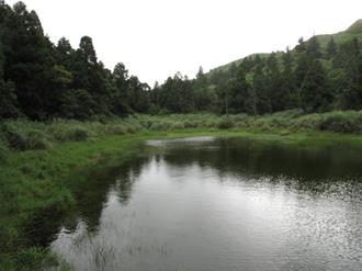 台灣水韭恐滅絕 林試所研發「孢子低溫儲存技術」搶救