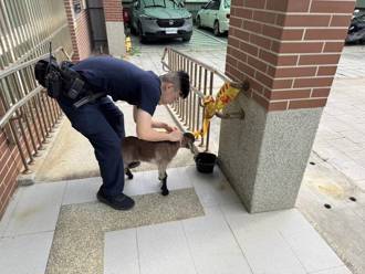 「迷途小羊」突跳上机车骑士慌了！ 衝派出所求援