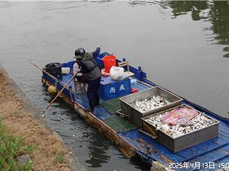 高雄愛河大量魚群死亡 水質檢測出爐 環保局揭原因