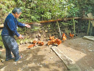 黑水虻養雞 新北助街友自立