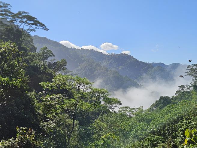 屏东具备亚热带气候优势及广大潜力林地，是台湾推动本土碳匯及生态復育的关键据点。（罗琦文摄）