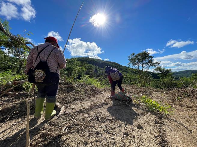 屏东县政府推动农业碳匯计画，在车城乡规画启动规模达百公顷的人工林碳匯专案，在山林间种植新树苗。（屏东县政府提供／罗琦文屏东传真）