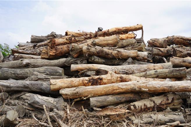 国产木材能降低进口木材碳足迹。（屏东县政府提供／罗琦文屏东传真）