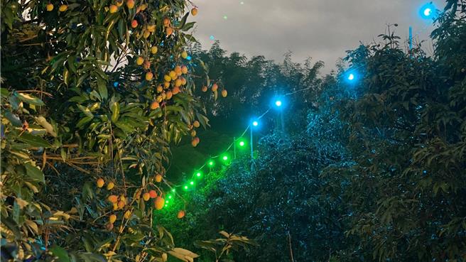 高雄市農業局與鳳山熱帶園藝試驗分所合作，發現在夜間使用綠光照明，可顯著影響害蟲活動力，相較噴藥更具經濟與安全性。（方信秀提供／任義宇高雄傳真）