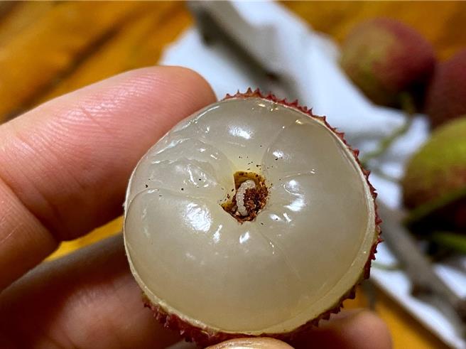 玉荷包荔枝長年來果實容易遭俗稱「蒂頭蟲」的中華細蛾入侵，不僅影響口感，還讓荔枝容易落果。（方信秀提供／任義宇高雄傳真）