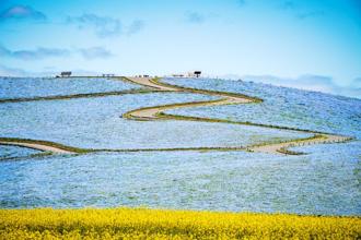 春天遊日必訪！粉蝶花藍海來接棒 探索茨城魅力