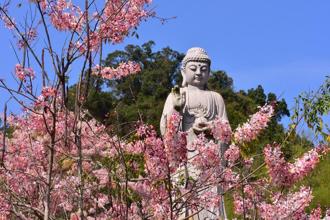 花旗木開！一起來賞花祈福 迎接六龜最浪漫的季節