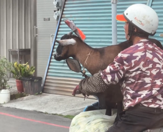 台南阿伯騎車載「寵物活山羊」！沿路伸手狂摸摸  警方要罰了