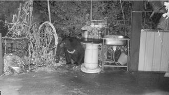 影》台灣黑熊曾闖部落嗑蜂蜜 保育訓練防人熊衝突