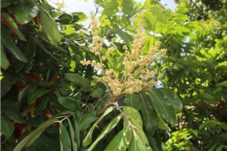 荔枝、龍眼花況佳 收成有望增加1倍以上