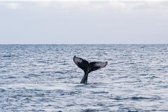 墾丁海域現大翅鯨 墾管處將辦「鯨族傳奇」活動