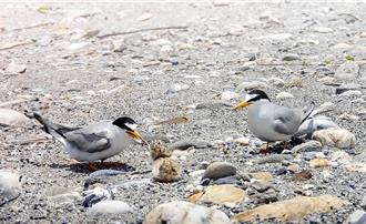 花莲和平溪口成小燕鸥繁殖地 台泥成立巡守队
