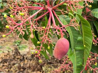 低溫多雨 台南芒果著果率差 16日起受理現金救助申請