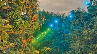 绿光防荔枝虫害 省钱又环保