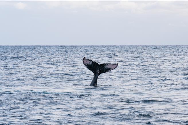 恒春半岛南湾至后壁湖海域，3月底有大翅鲸现身，让目击者兴奋不已。（资料画面／罗琦文屏东传真）