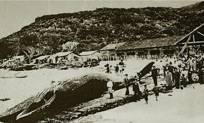 垦丁南湾与香蕉湾在日治时期是台湾商业捕鲸基地与加工重镇。（垦管处提供／罗琦文屏东传真）