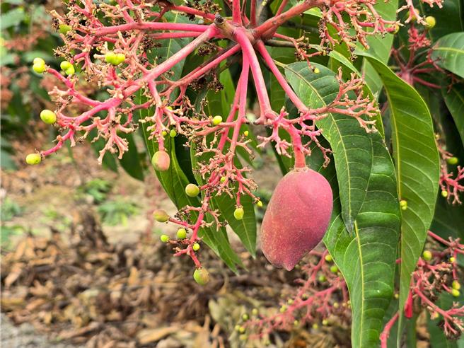 農業部後4月15日公告台南市為本地種芒果、改良種芒果農業天然災害現金救助地區，4月16日至4月29日上班日，盡速向土地所在地區公所提出申請。 （台南市政府提供／曹婷婷台南傳真）