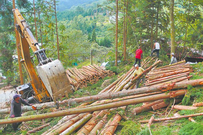 屏东县政府推动农业碳匯计画，同时考量国产木材能降低进口木材碳足迹，因此规画在车城乡启动规模达百公顷的人工林碳匯专案，在山林间种植新树苗。（罗琦文摄）