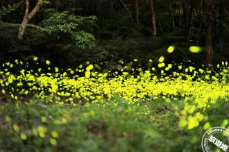 「滿月圓」日享「芬多精」、「負離子」 晚感受地上「螢河夢幻」！