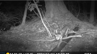 石虎現蹤台中！大甲溪沿岸部落首次拍攝到珍貴影像