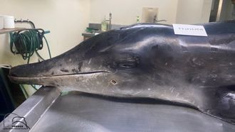 鯨豚成槍下魂！糙齒海豚擱淺桃園沙灘  「頸椎、頭部各中1槍」死亡