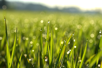 穀雨撞復活節「天選好日」 命理師揭轉運秘訣