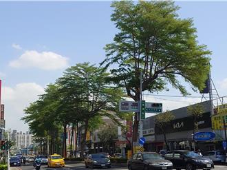 高雄捷運施工需移樹遭質疑 樹團：輕軌能保留黃線不行？