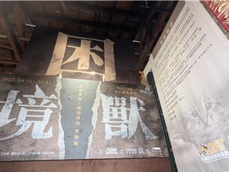 走入石虎世界 竹南中山168邀你一起守護野生生命