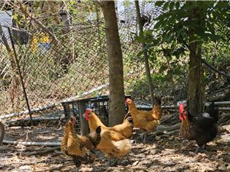 原鄉林下經濟里程碑 牡丹鄉原住民農林業合作社成立