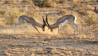 非洲夢幻行程藏風險！台中男回國染惡性瘧 重症插管進加護