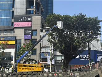 鳥糞炸彈年年襲基隆 市府修樹解圍卻遇鷺鷥繁殖季惹議