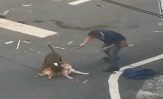 柴犬遭撕咬喪命80秒影片曝！比特犬被亂棍打死 飼主要告路人