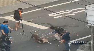  6年前撿回來「 不知是比特犬」 飼主反問：柴犬有無挑釁？