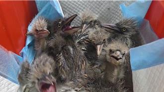 基隆市府修剪路樹破壞鷺鷥巢 動保所帶回30雛鳥80顆卵照料