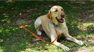 唯一跨界雙認證！台中警犬隊注新血 二代犬UHOO成「犬界奇才」