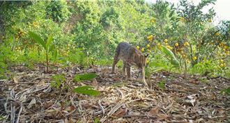 南投獎勵保育神隊友 中寮9農友獲石虎樂居獎